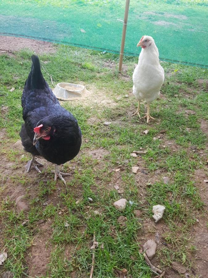 Shadow River Farm Anascaul Zewnętrze zdjęcie
